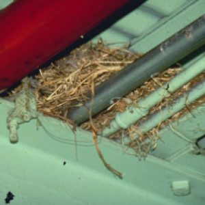 Chim làm tổ trong nhà kho