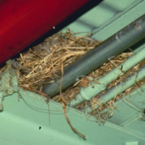 Xua đuổi chim đậu trên mái nhà/ phương pháp loại bỏ các nguyên nhân thu hút chim