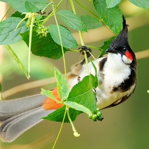 Bẫy chim chào mào tại Đồng Nai