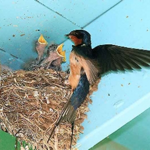Chim Én làm tổ dưới mái hiên