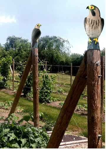 Chim săn mồi Bird-X Falcon Decoy Bird Scare