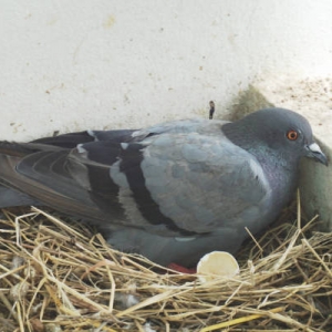 Giải pháp & Kiểm soát chim , Lời khuyên về cách ngắn ngừa chim gây hại dành cho bạn với sự giúp đỡ của các chuyên gia được đào tạo