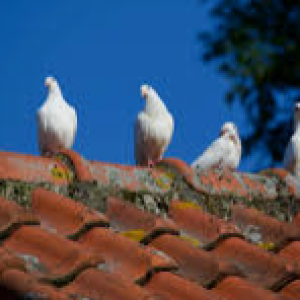 Kiểm soát chim/ làm sao để xua đuổi Chim trên mái nhà