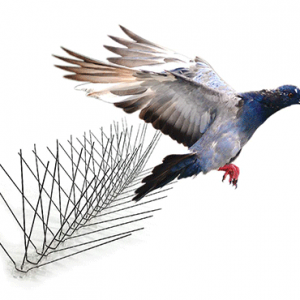 Hàng rào thép, chông thép ngăn chim tại nhà, chi phí lắp đặt thấp