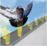 BIRD ZERO XUA ĐUỔI CHIM BỒ CÂU